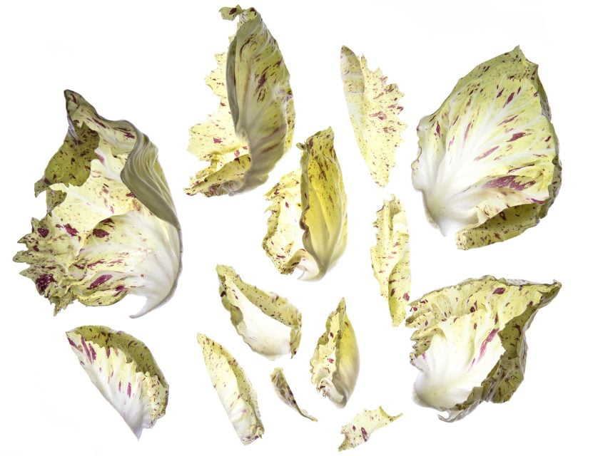 Studio Photography Cabbage for Turnips Borough Market